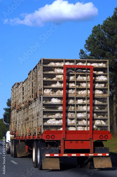 Fototapeta Arkansasa Chicken Industry