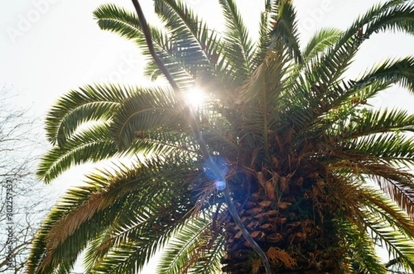 Obraz palm tree and blue sky