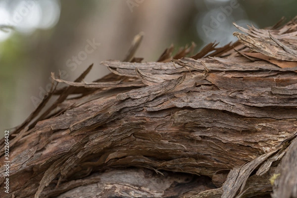 Fototapeta Close up of bark on a tree branch