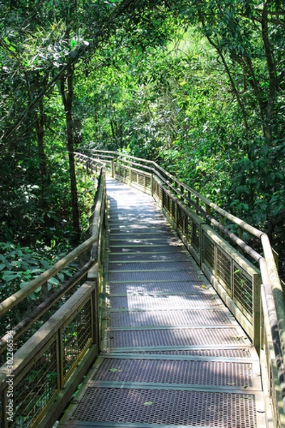 Fototapeta A path through the Iguazu jungle, Iguazu Falls, Argentina