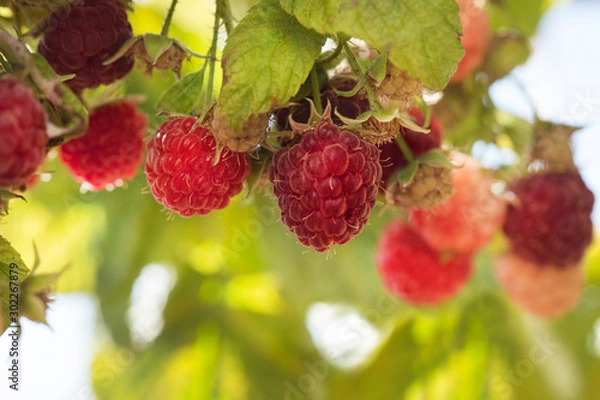 Obraz frambuesas en la naturaleza