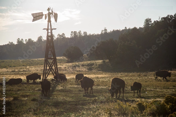 Obraz Buffalo Sunset