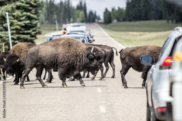 Obraz Buffalo Crossing