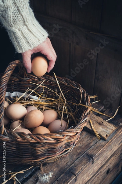 Obraz eggs in a nest