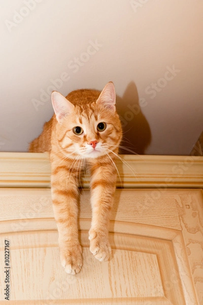 Obraz Ginger tabby cat