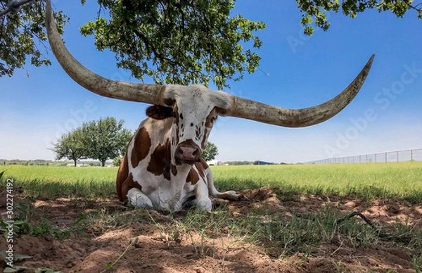 Obraz Texas Longhorn