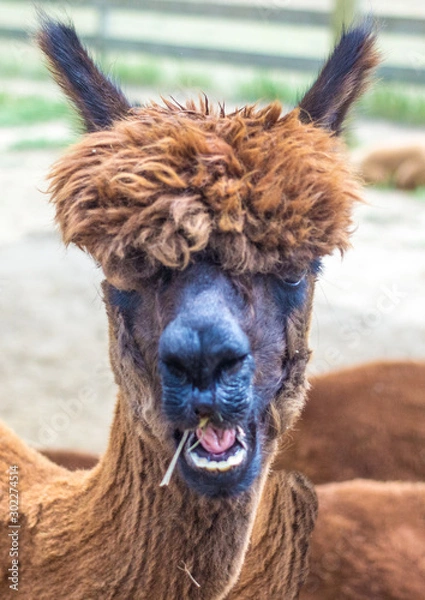 Obraz Alpaca
