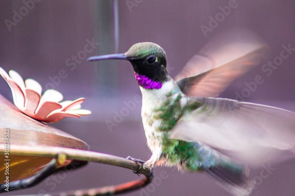 Obraz Hummingbird 1