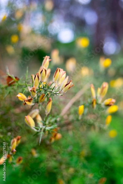 Fototapeta fleur jaune