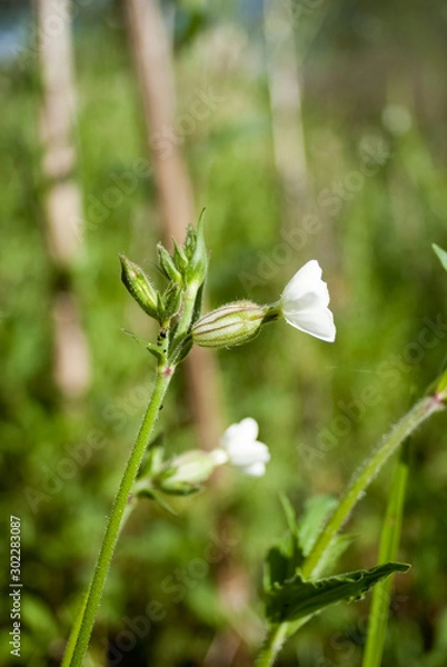 Obraz fleur blanche