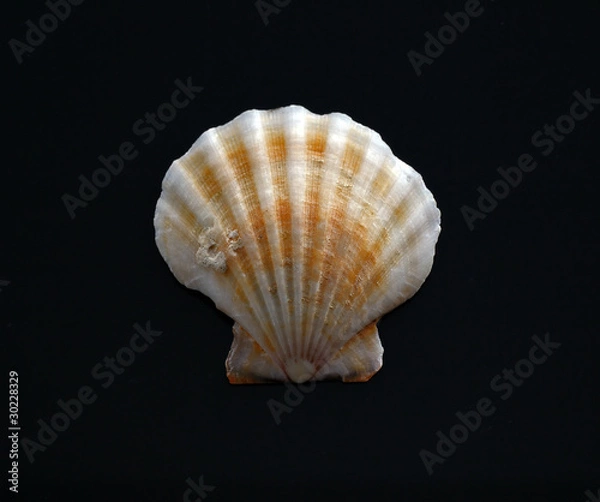 Fototapeta Scallop Shell