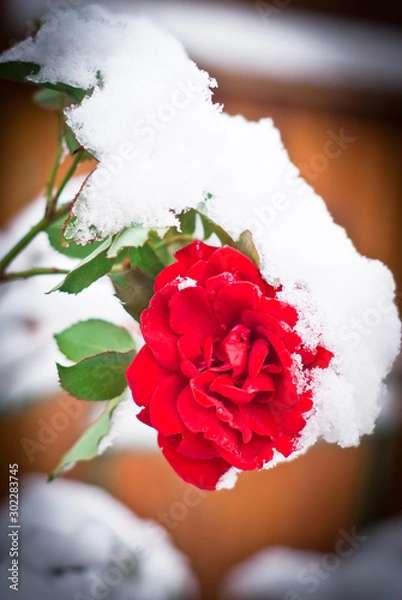 Fototapeta Rose winter