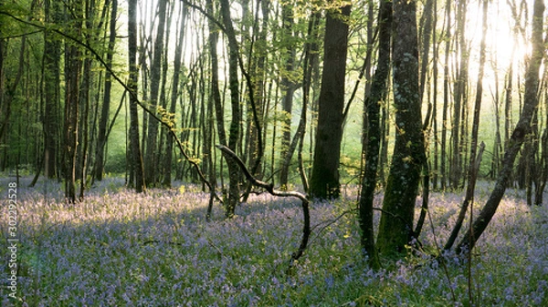 Obraz lever de soleil en foret