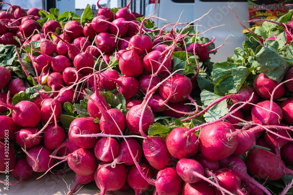 Obraz RADISHES