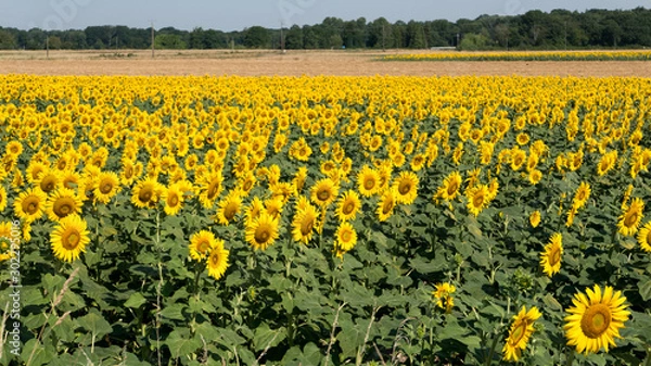 Obraz champ de tournesol