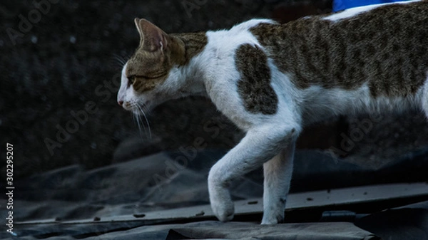 Fototapeta cat on the roof