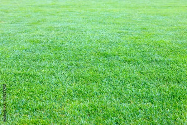 Obraz 緑の芝生