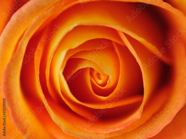 Fototapeta 玫瑰花局部特写