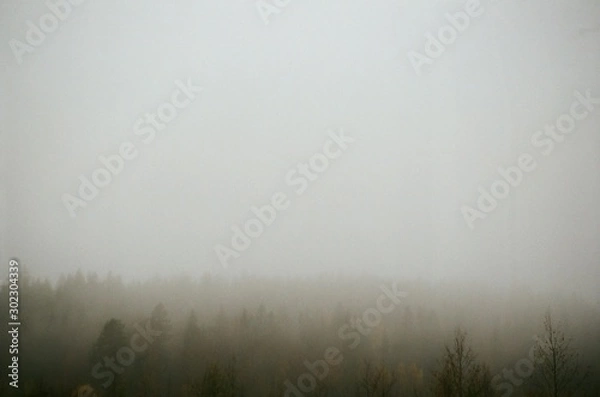 Obraz fog in forest