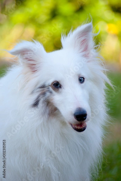 Fototapeta Sheltie
