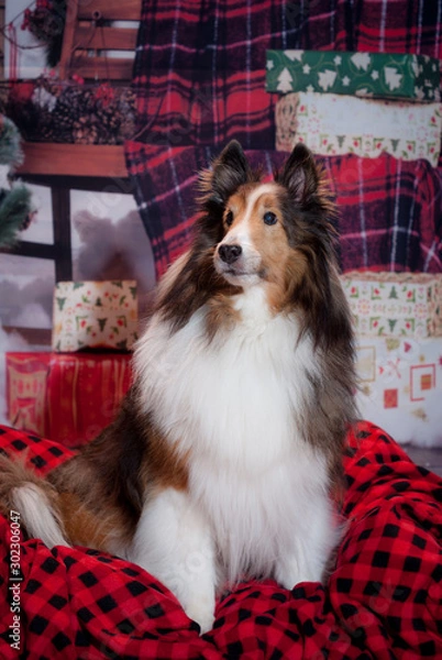 Fototapeta Sheltie