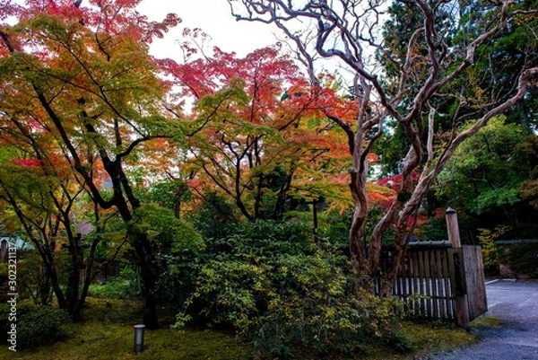 Fototapeta 由布院温泉の紅葉