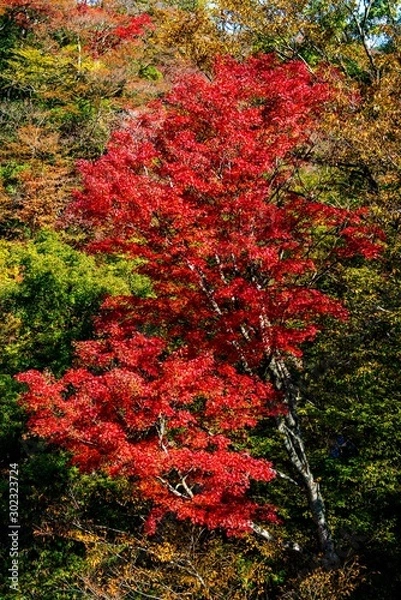 Fototapeta 天ヶ谷渓谷の紅葉