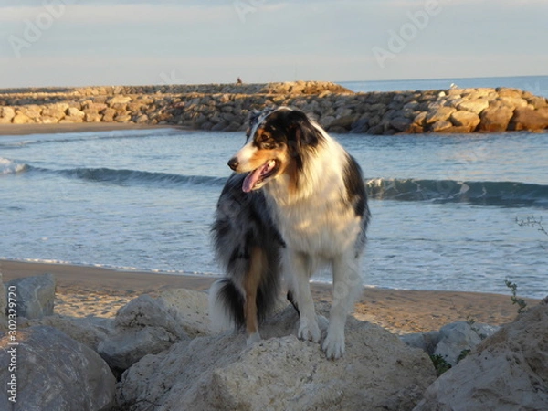 Obraz Meerlandschaft mit Hund