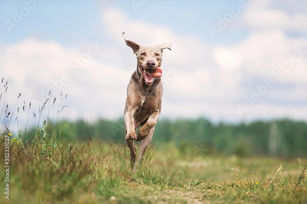 Fototapeta Happy Weimaraner dog playing in summer field