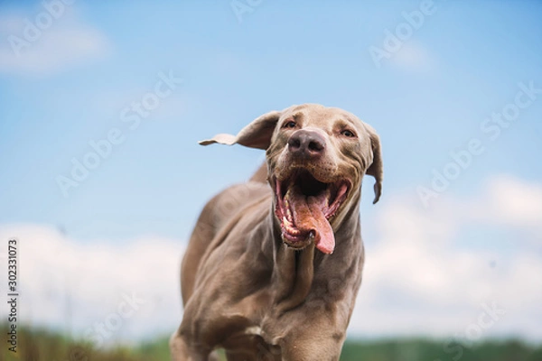 Fototapeta Happy Weimaraner dog playing in summer field