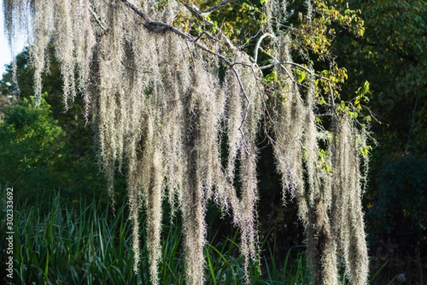 Obraz Spanish Moss Hanging from Tree