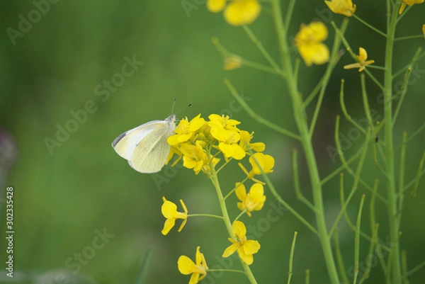 Obraz モンシロチョウ
