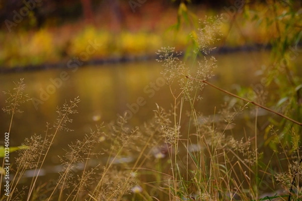 Fototapeta 公園の風景