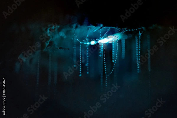 Obraz Glow worms and their sticky threads used to catch prey