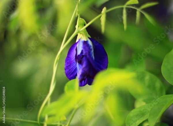 Fototapeta Dark purple butterfly pea flower on a green background