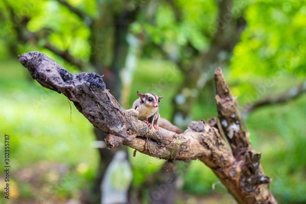 Fototapeta Sugar Gliders in Indonesia