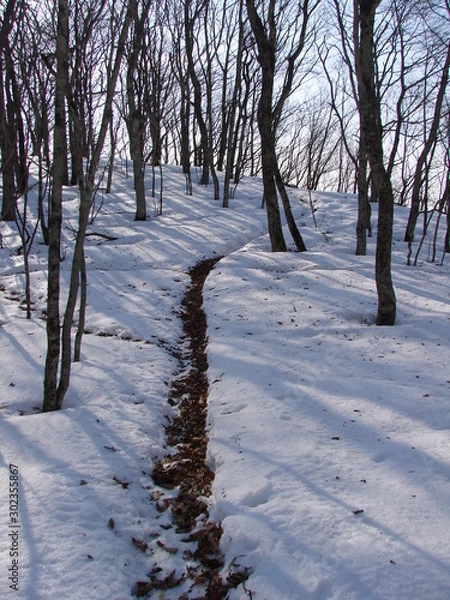 Obraz 雪山の獣道