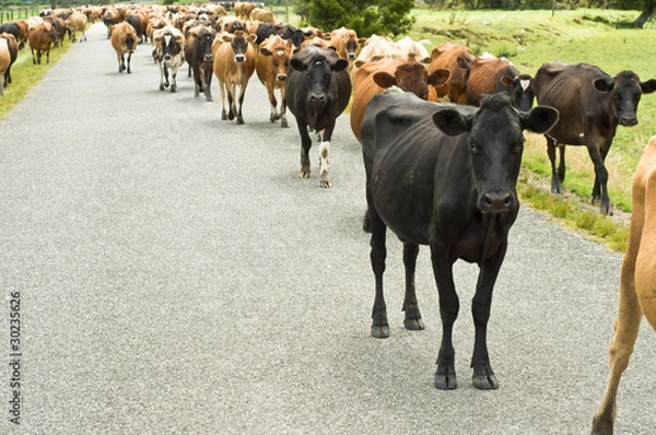 Obraz Cattle drive on a road