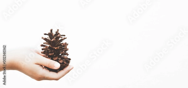 Fototapeta The hand that held the pine cones on the eve of christmas happily