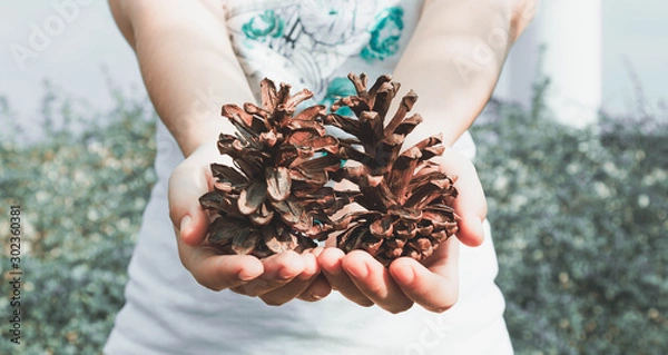 Fototapeta The hand that held the pine cones on the eve of christmas happily