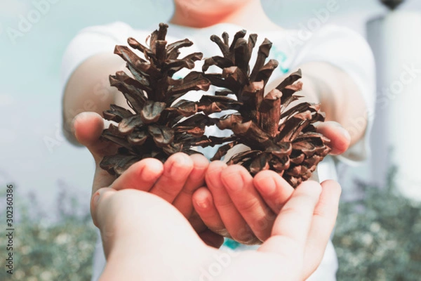 Fototapeta The hand that held the pine cones on the eve of christmas happily