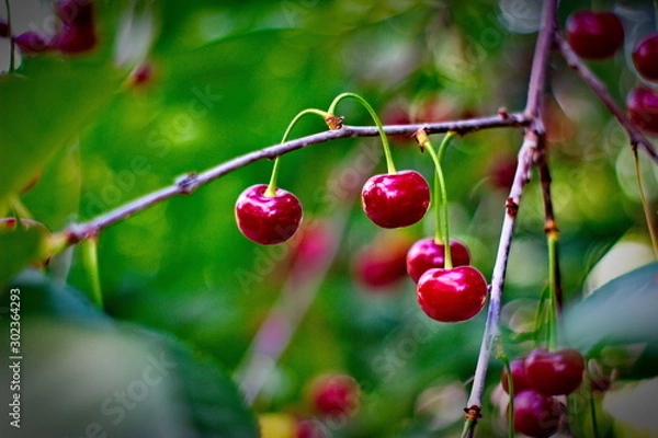 Fototapeta cherries on tree