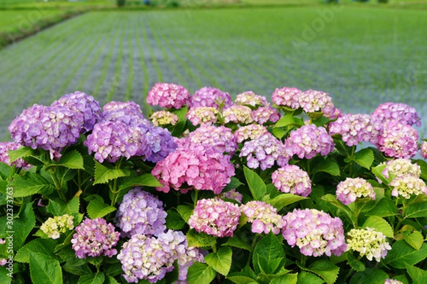 Fototapeta 満開のアジサイ　あじさい祭り