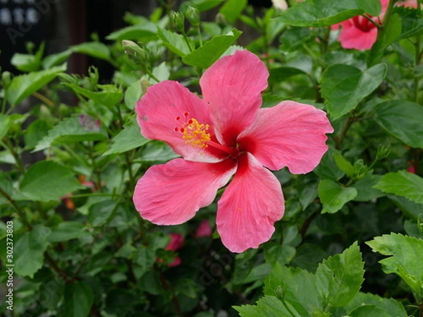 Fototapeta Pink flower