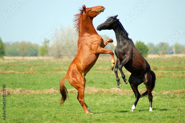 Fototapeta walka o stopień