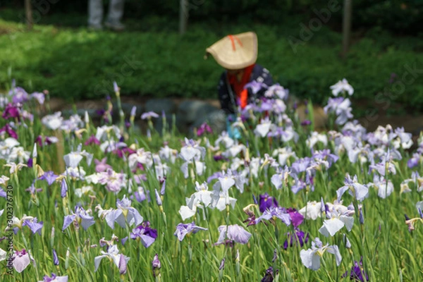 Fototapeta 花菖蒲が満開のせせらぎ公園の花摘み娘