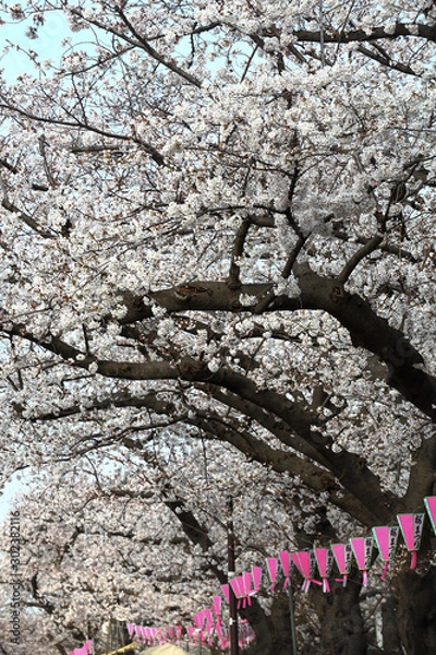 Obraz お花見の道