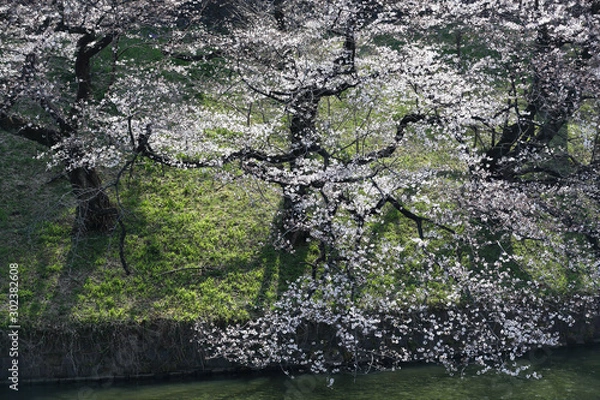 Obraz 皇居の桜