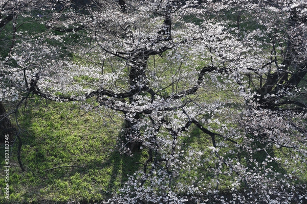 Obraz 皇居の桜