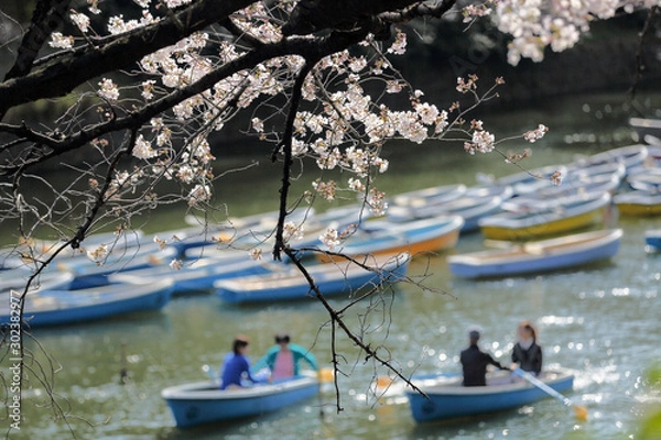Obraz 千鳥ヶ淵のお花見
